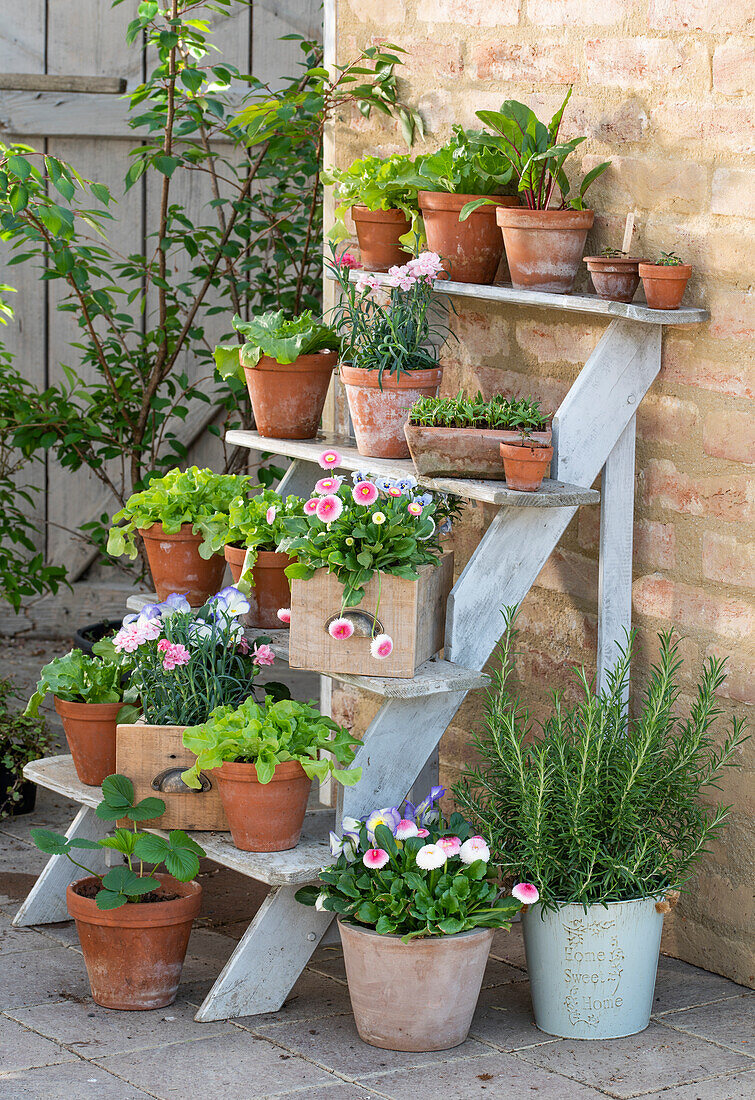 Rosmarin, Gänseblümchen (Bellis), Erdbeere, Pflücksalat, Nelken (Dianthus), Mangold, Hornveilchen (Viola cornuta) auf Holztreppe