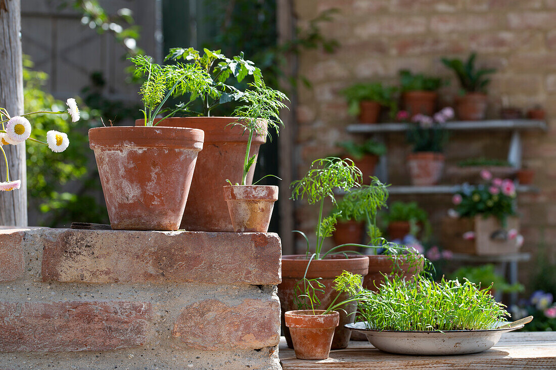 Fennel, spicy fennel, seedlings in pot