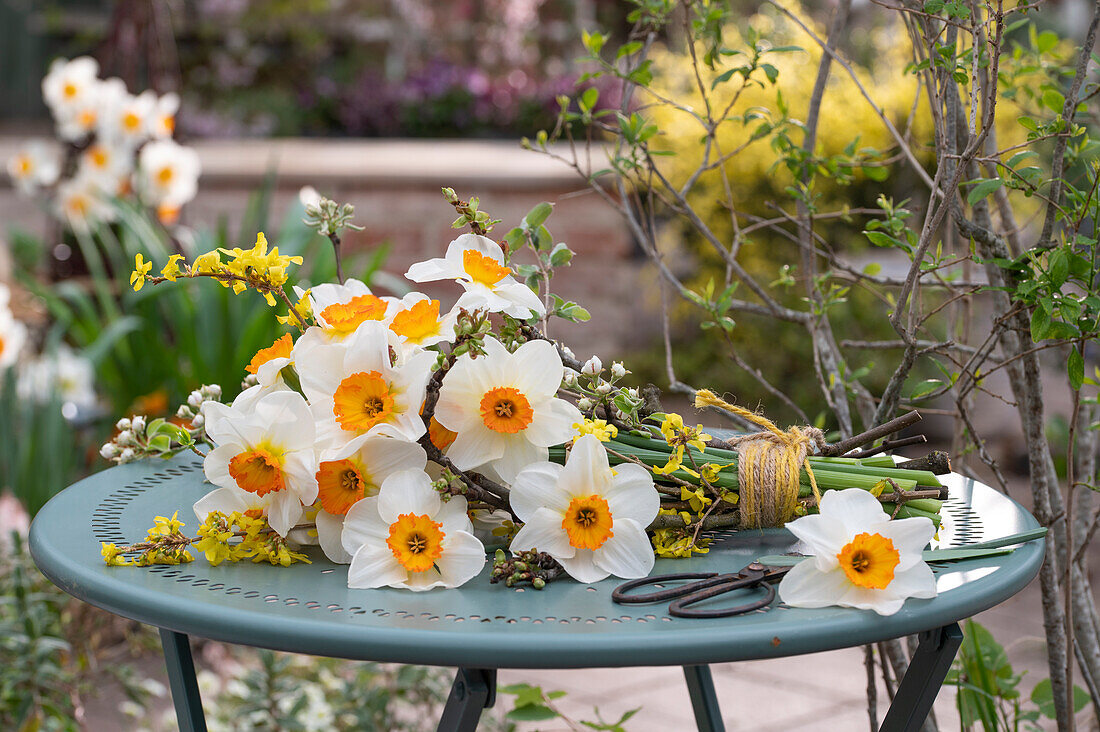 Bouquet of daffodils (Narcisssus) and forsythia (Forsythia) lying on garden table