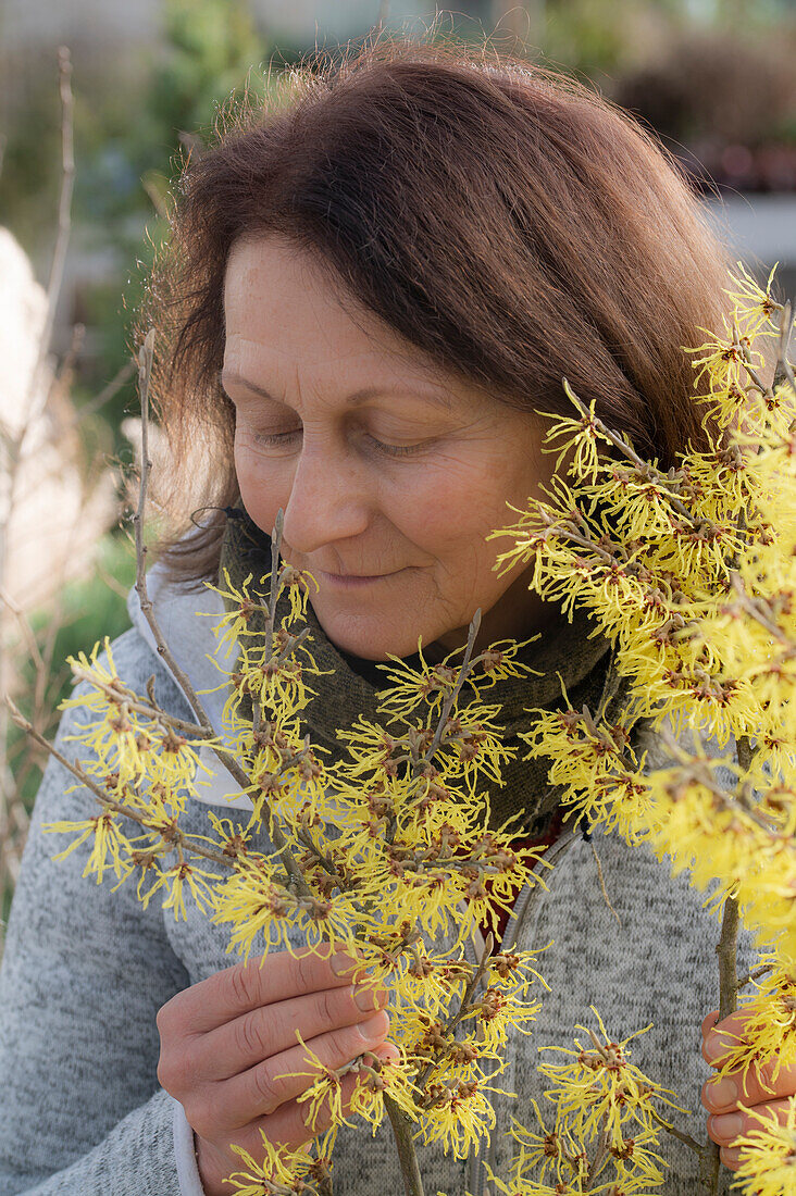 Woman smelling flowering witchhazel (Hamamelis intermedia)