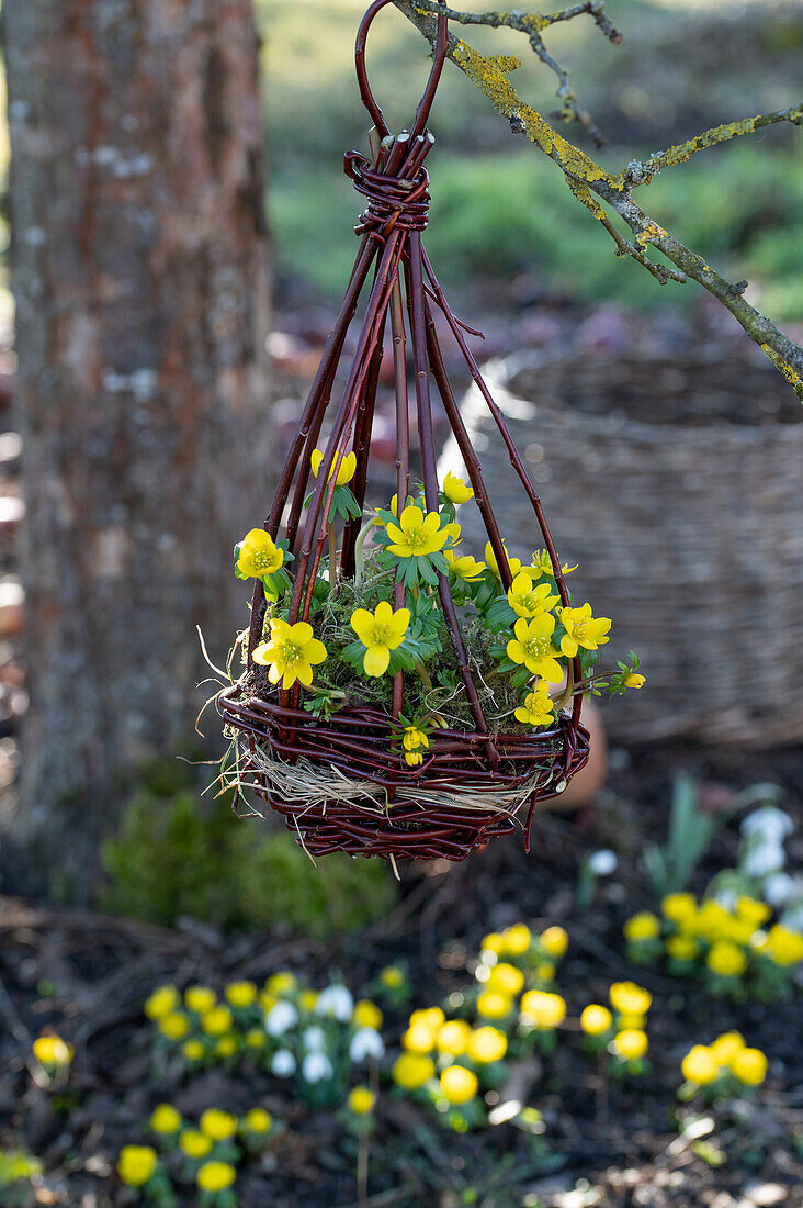 Winterlinge (Eranthis hyemalis) in Blumenampel hängend im Garten