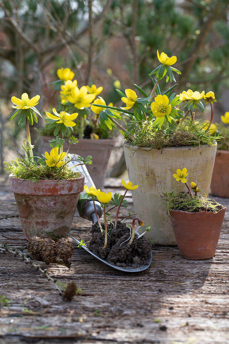 Wintercreepers (Eranthis hyemalis) planting in flower pots