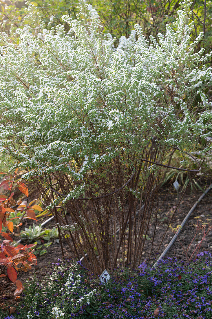 Autumn myrtle (Aster ericoides), 'Snow fir', myrtle aster, September weed