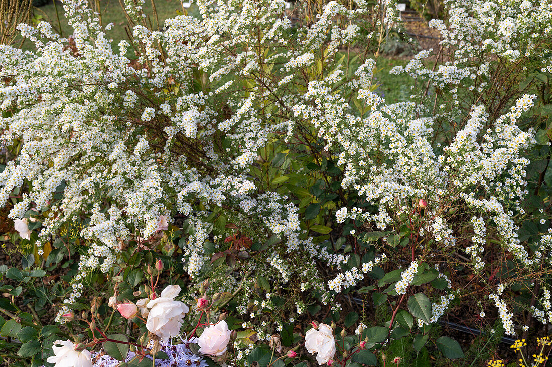 Autumn myrtle (Aster ericoides), myrtle aster, september weed