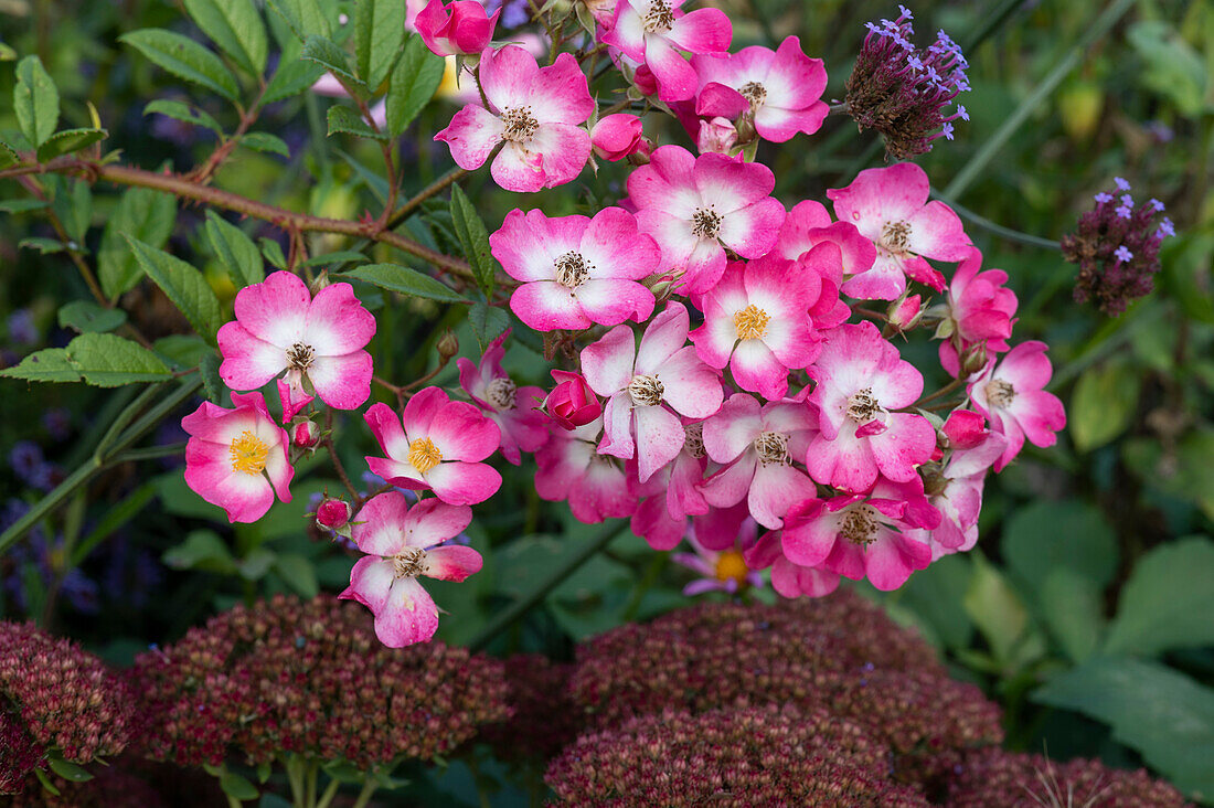 Strauchrose (Rosa) pink blühend am Baum