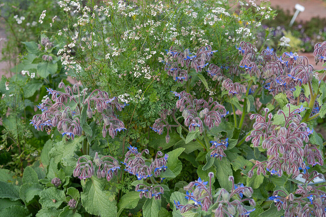 Borage (Borago officinalis), Coriander, (Coriandrum sativum)