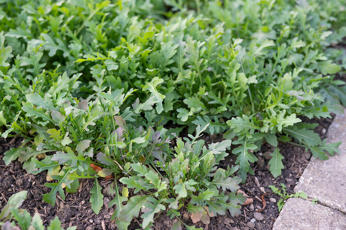 Rucola im Beet