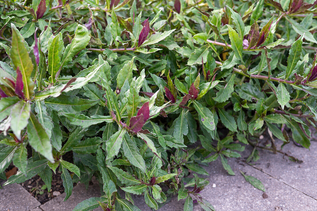 Okinawa spinach (also Handama, Gynura crepioides)