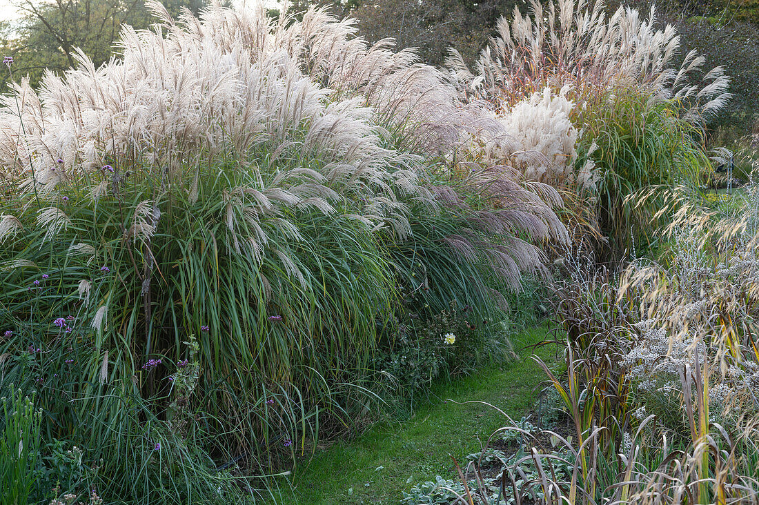 Chinese Silver Grass (Miscanthus sinsensis) in late summer in the park