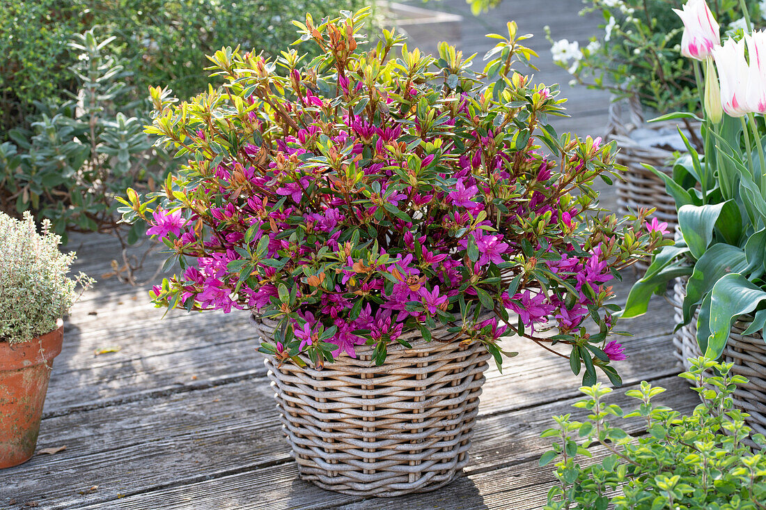 Japanese azalea (Rhododendron obtusa)