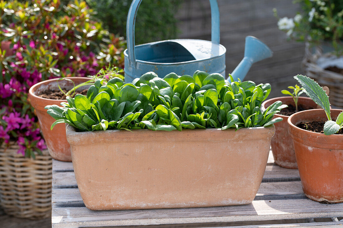 Spinach (Spinacia oleracea), vegetable spinach in a planter