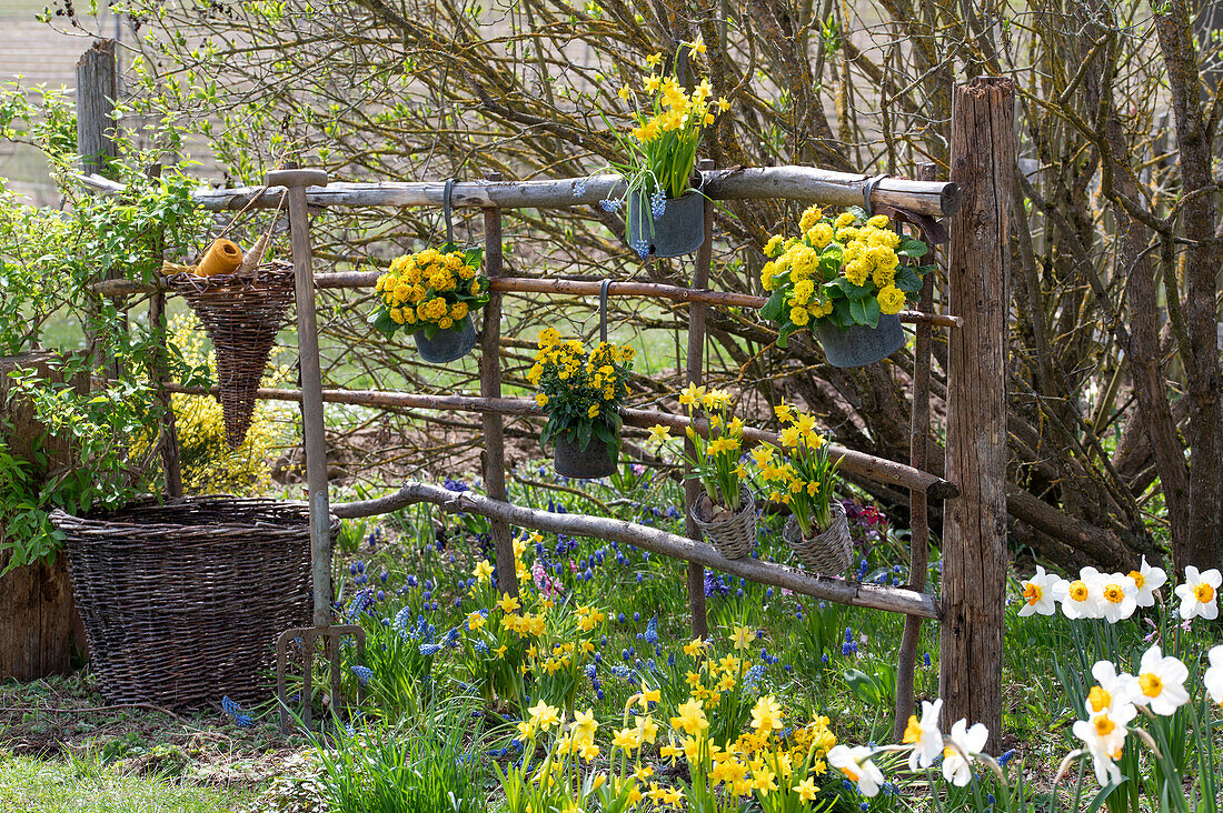 Daffodils (Narcissus), grape hyacinth (Muscari), golden violet (Mountain witch-alder), primroses in the garden