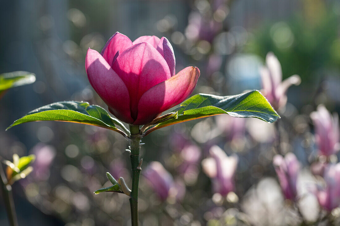 Flowering magnolia tree, (Magnolia soulangiana)