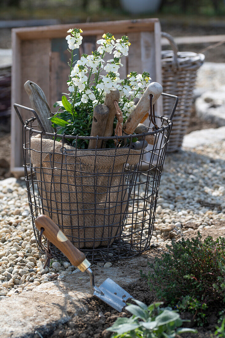 Wallflowers (Erysimum) 'Goldlack', in a pot and garden tools