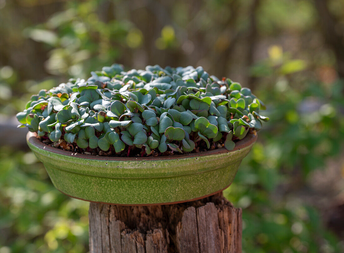 Radish, seedlings in pot, close-up