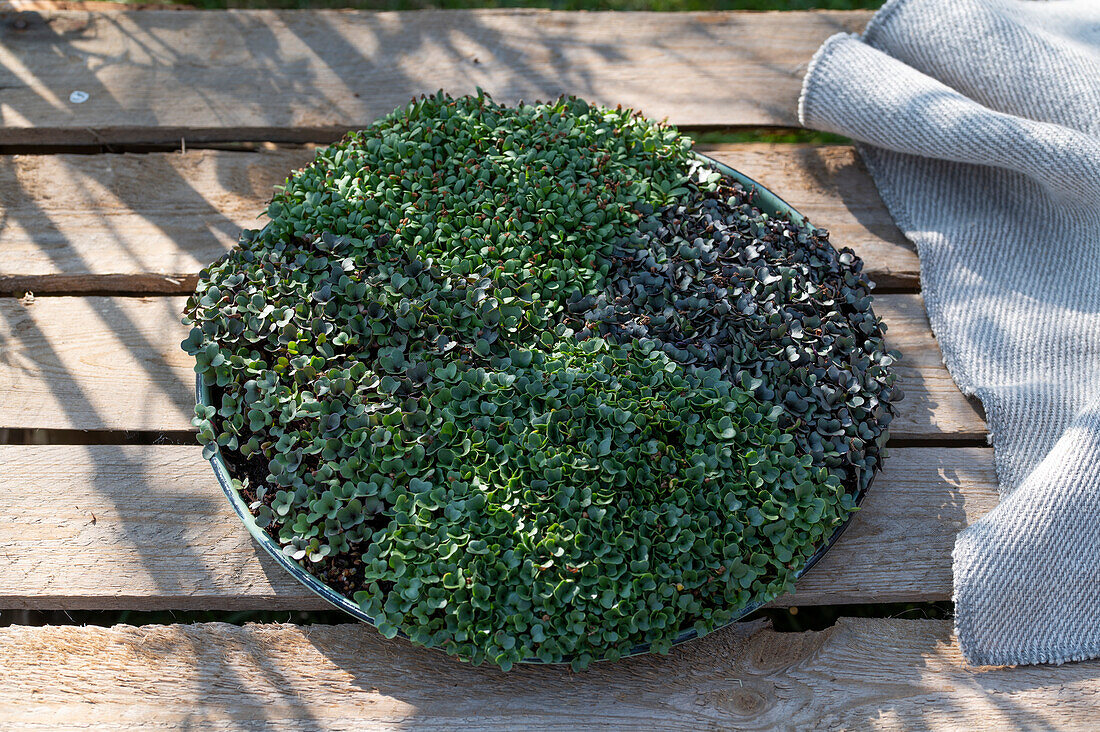Seedling kohlrabi, radish, kale, bean sprouts, sowing in plate