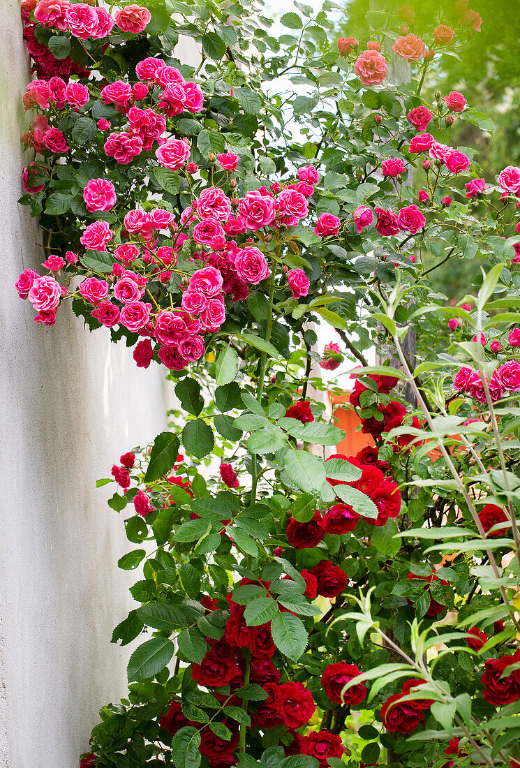 Dunkelrosa und rote Kletterrosen an Hauswand