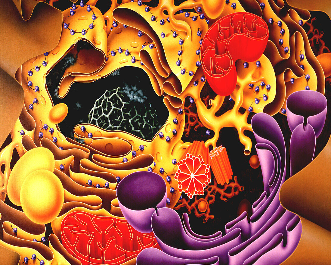Cell interior, illustration