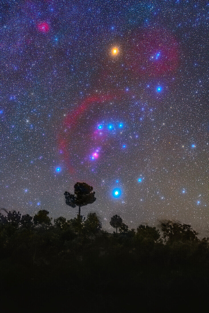 Orion constellation above a row of trees, Portugal
