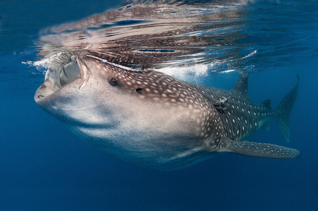 Whale shark