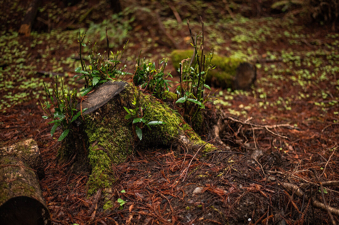 Tree stump and shoots of growth