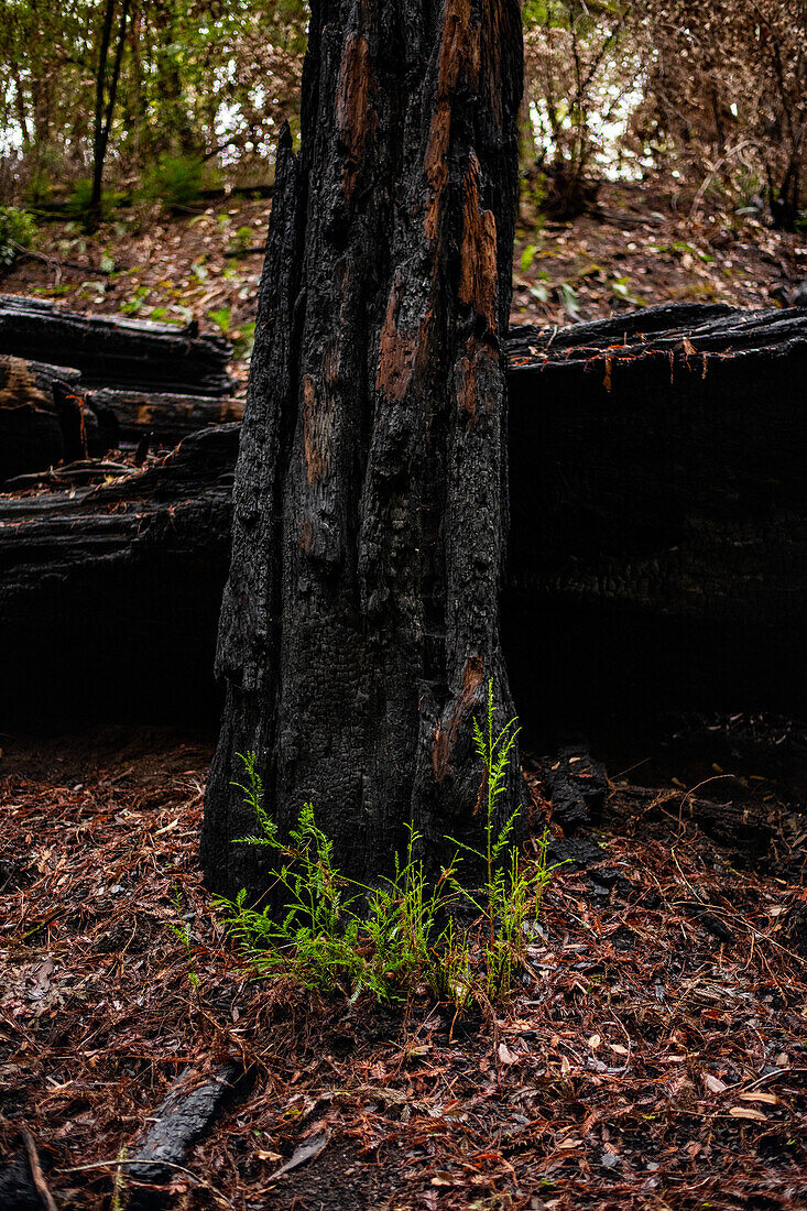 Redwood sprout after moderate fire damage