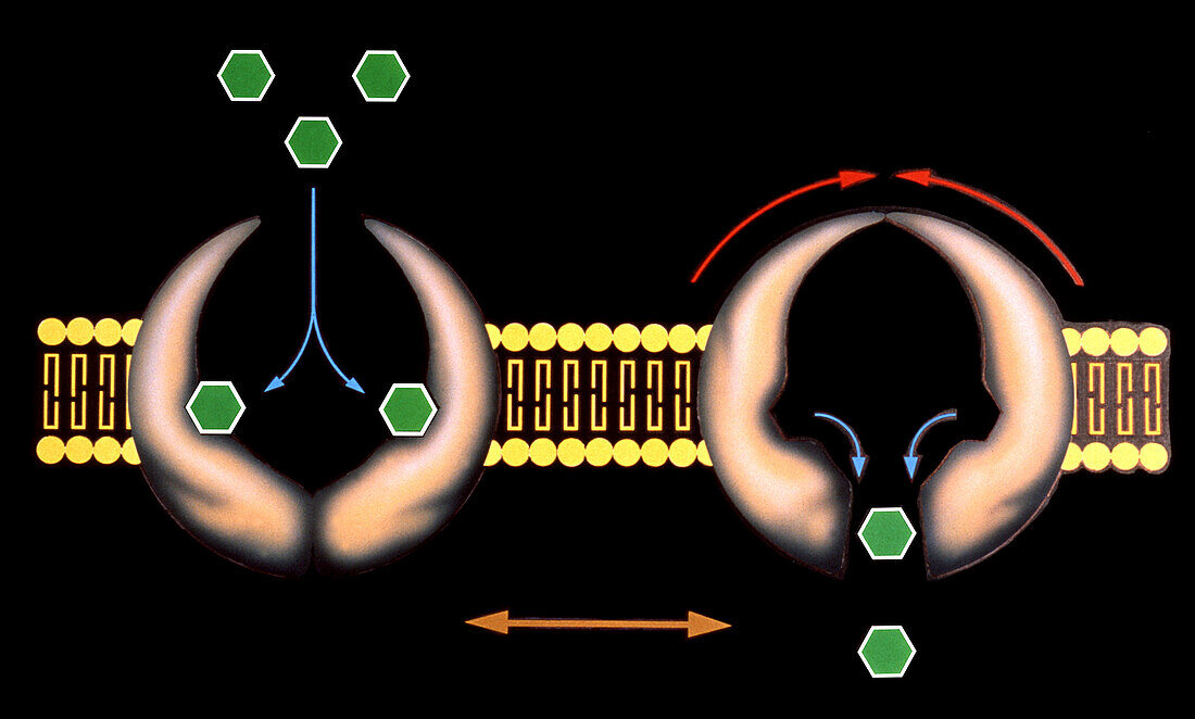 Permease membrane transport protein, illustration