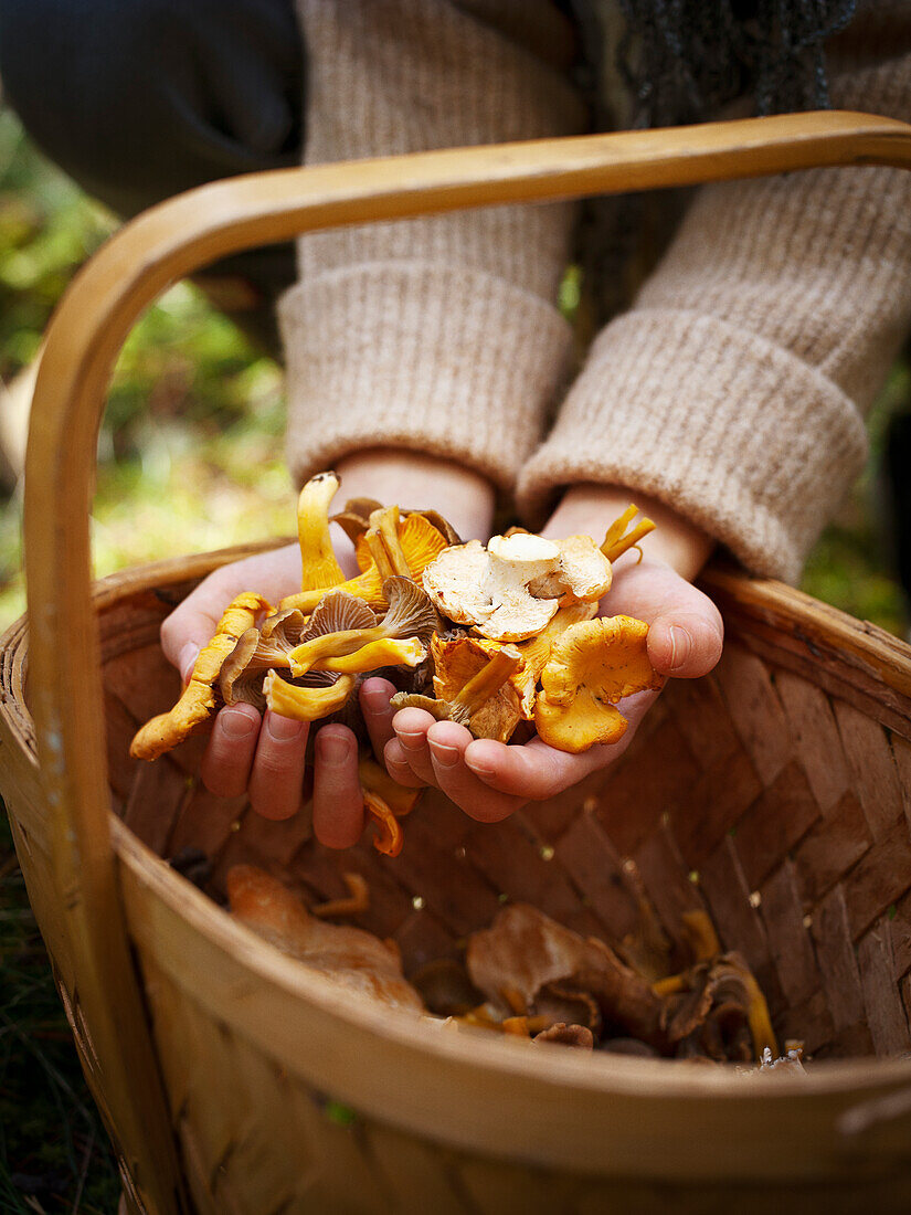 Mädchenhände halten frisch gesammelte Pilze