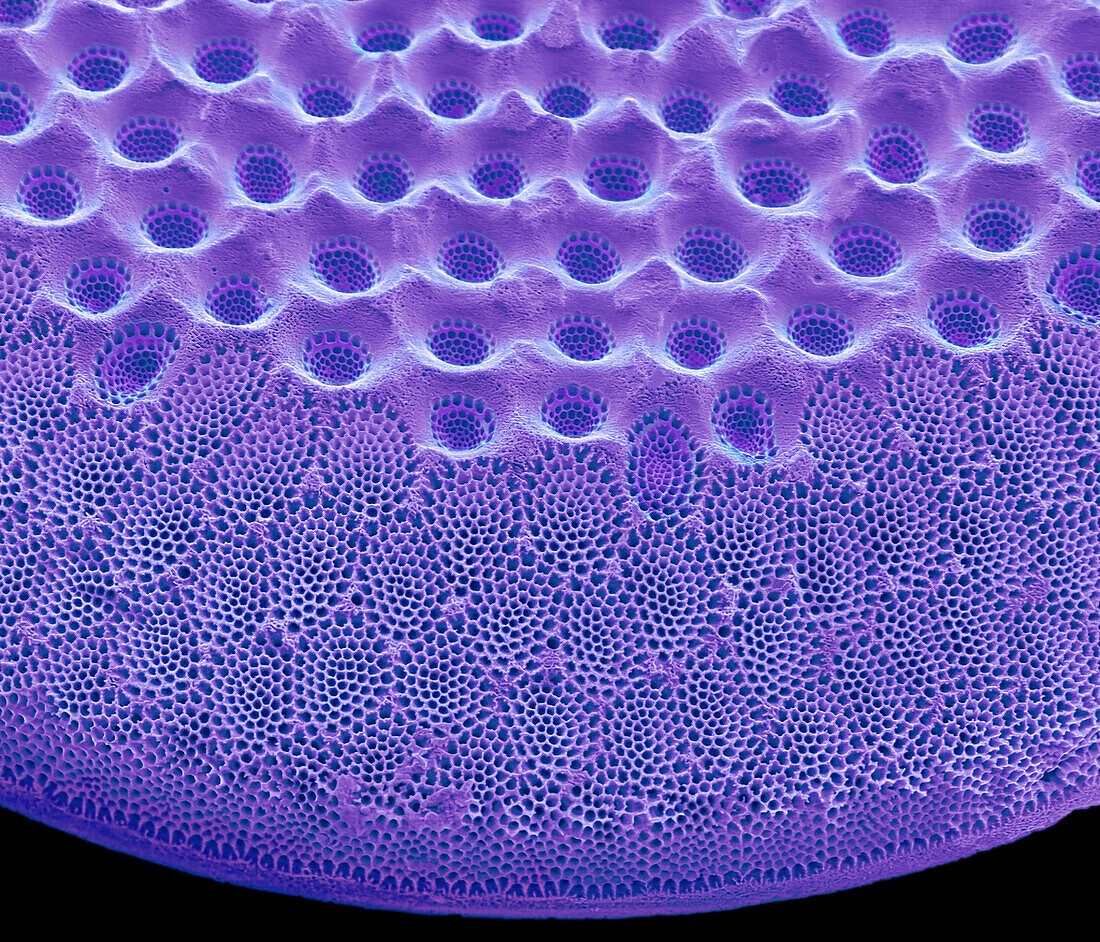 Diatom, SEM