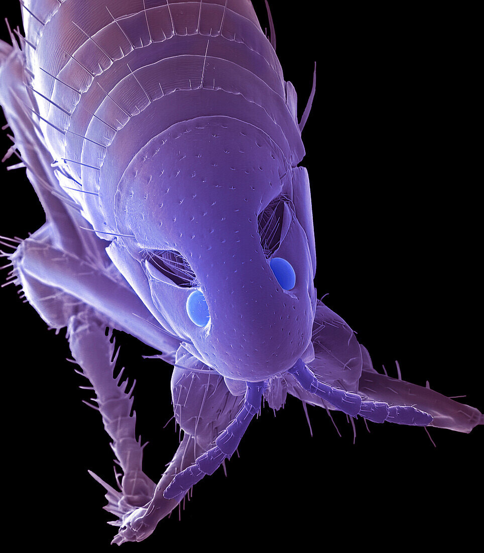 Human flea, SEM