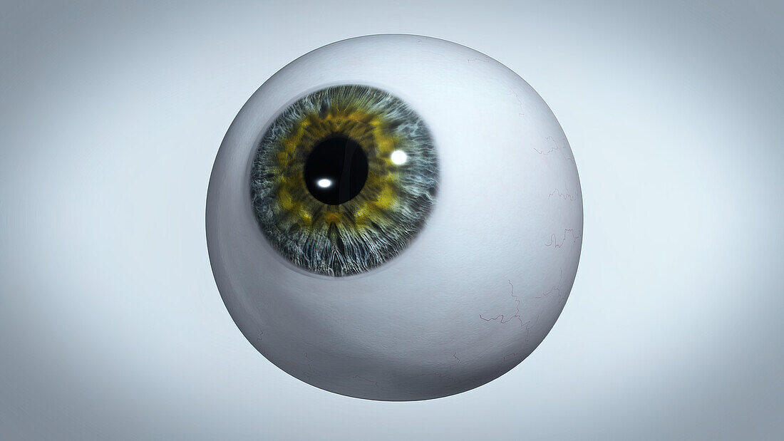 Eye, illustration