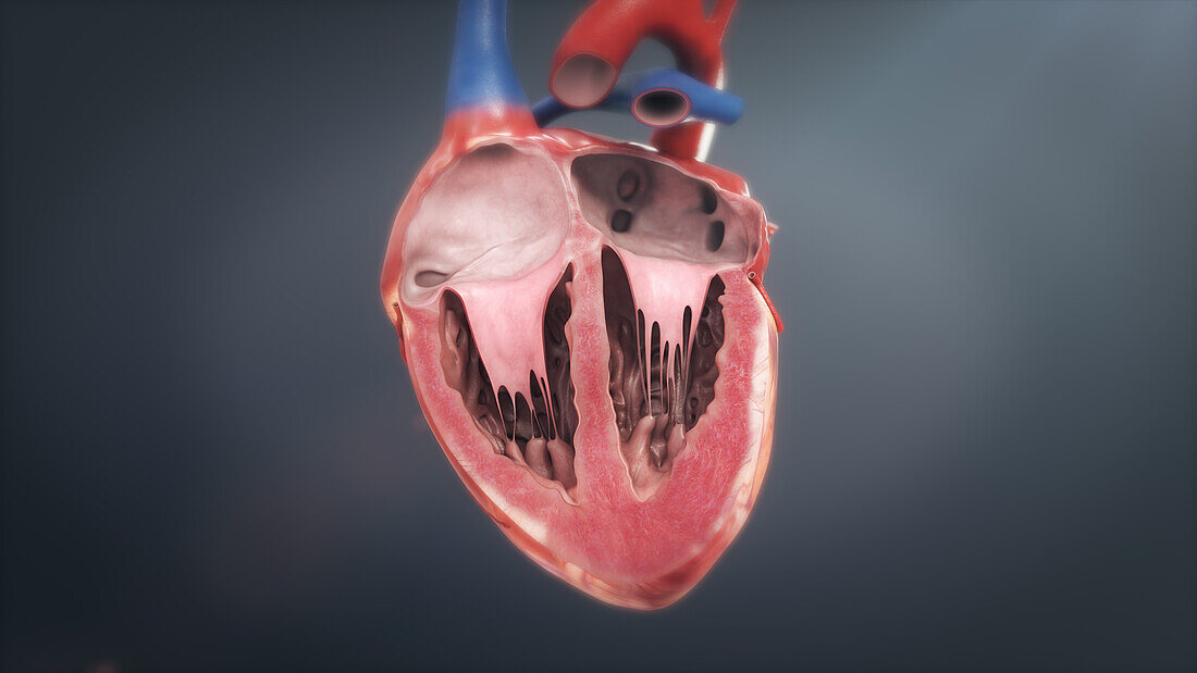 Human heart, illustration