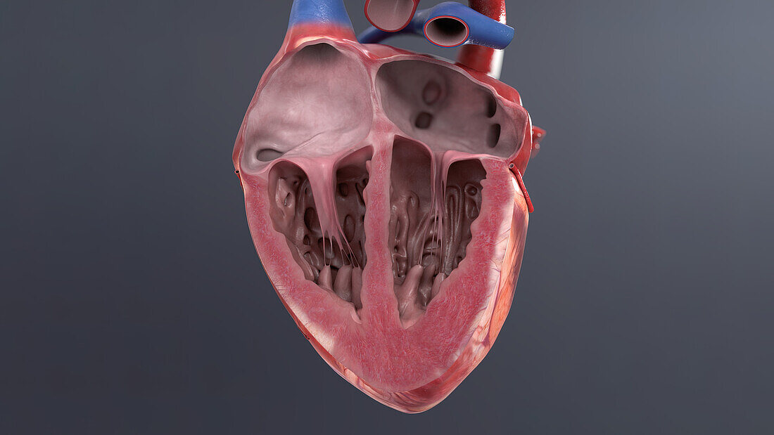 Human heart, illustration