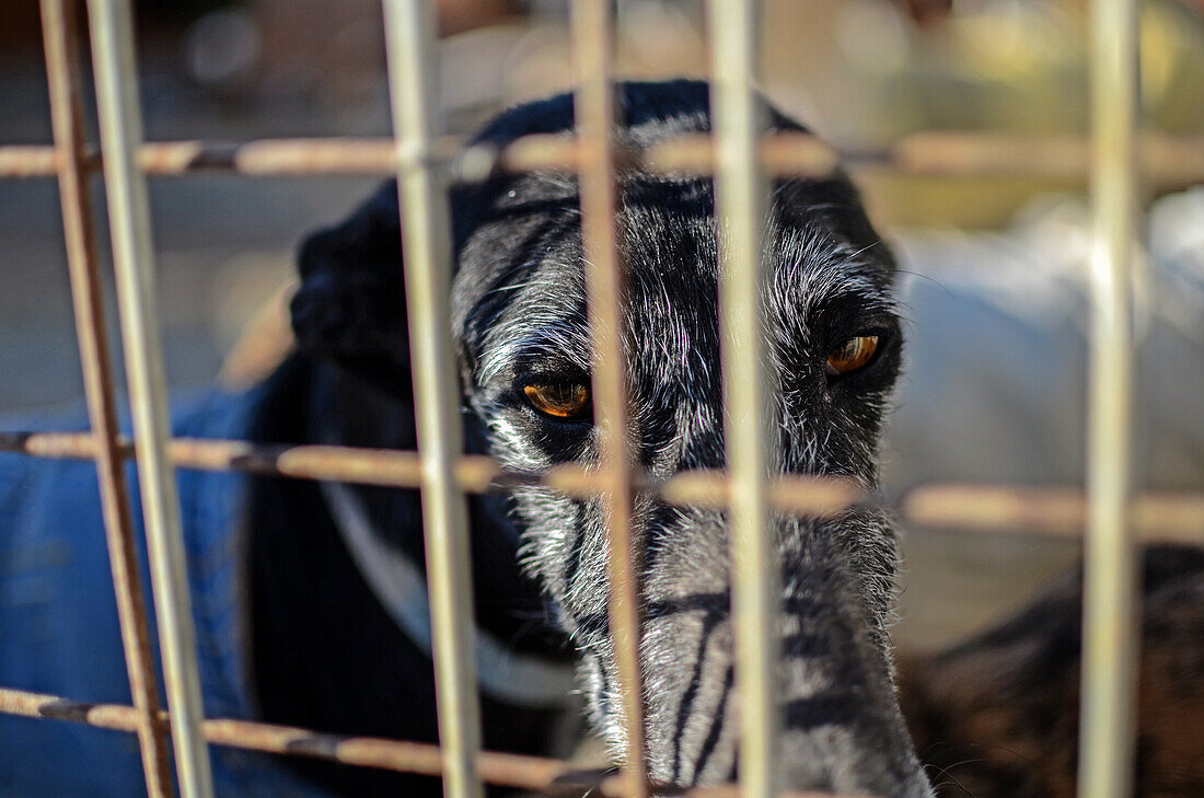 Spanish greyhound at a dog shelter, Spain
