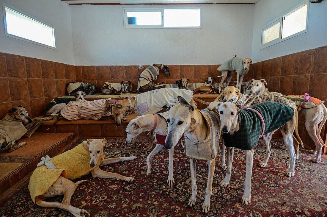 Spanish greyhounds at a dog shelter, Spain