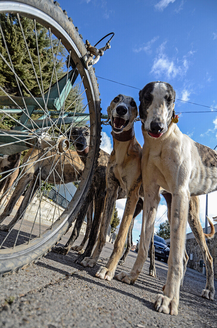 Spanish greyhounds