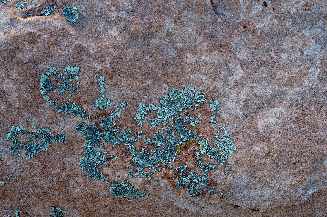 Rock shield lichen