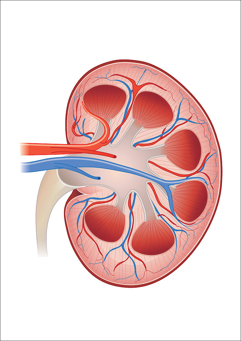 Normal cat kidney, illustration