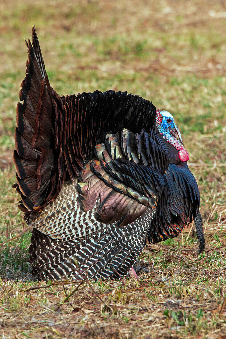 Wild turkey