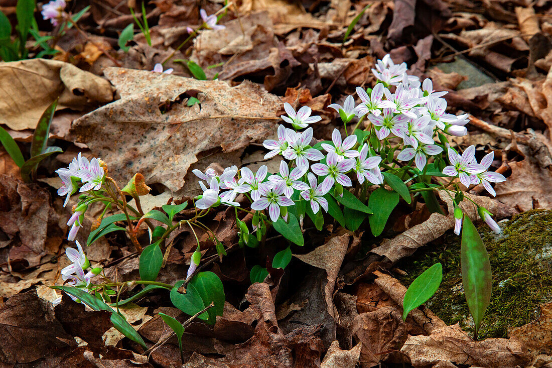 Carolina spring-beauty