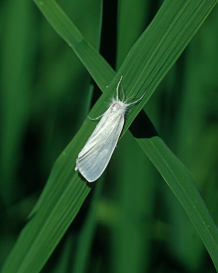 South american white borer moth