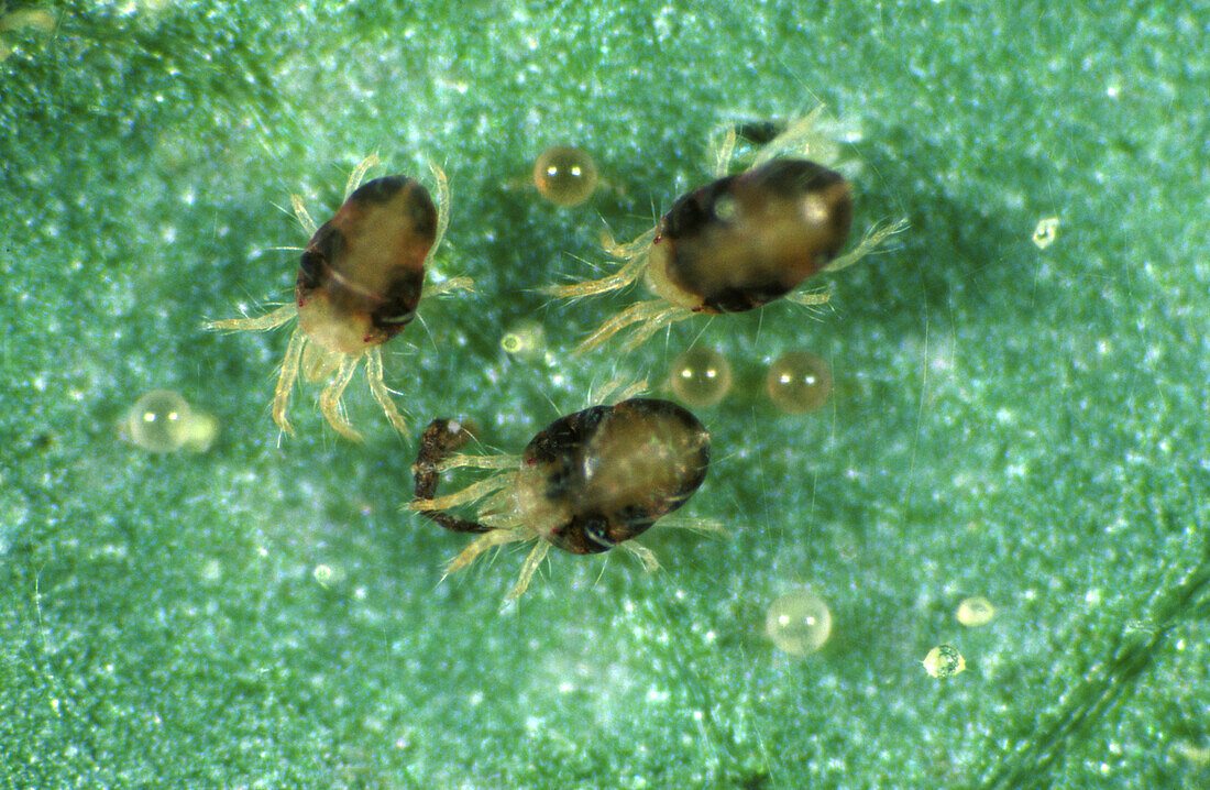 Two-spotted spider mites, light micrograph