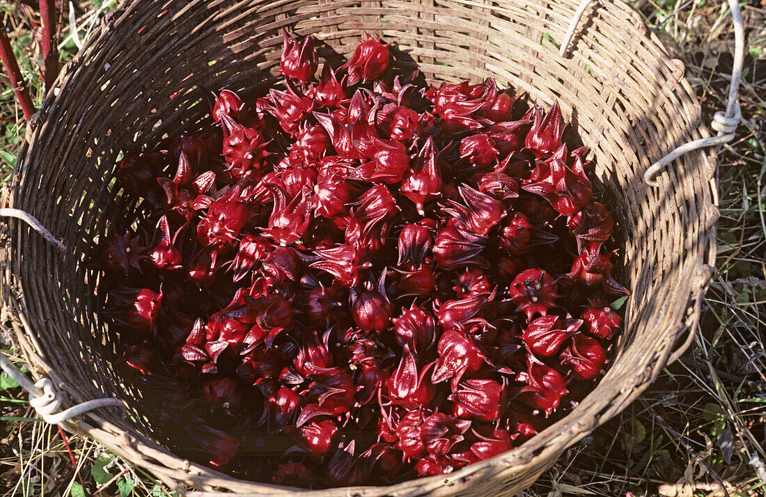 Harvested red okra