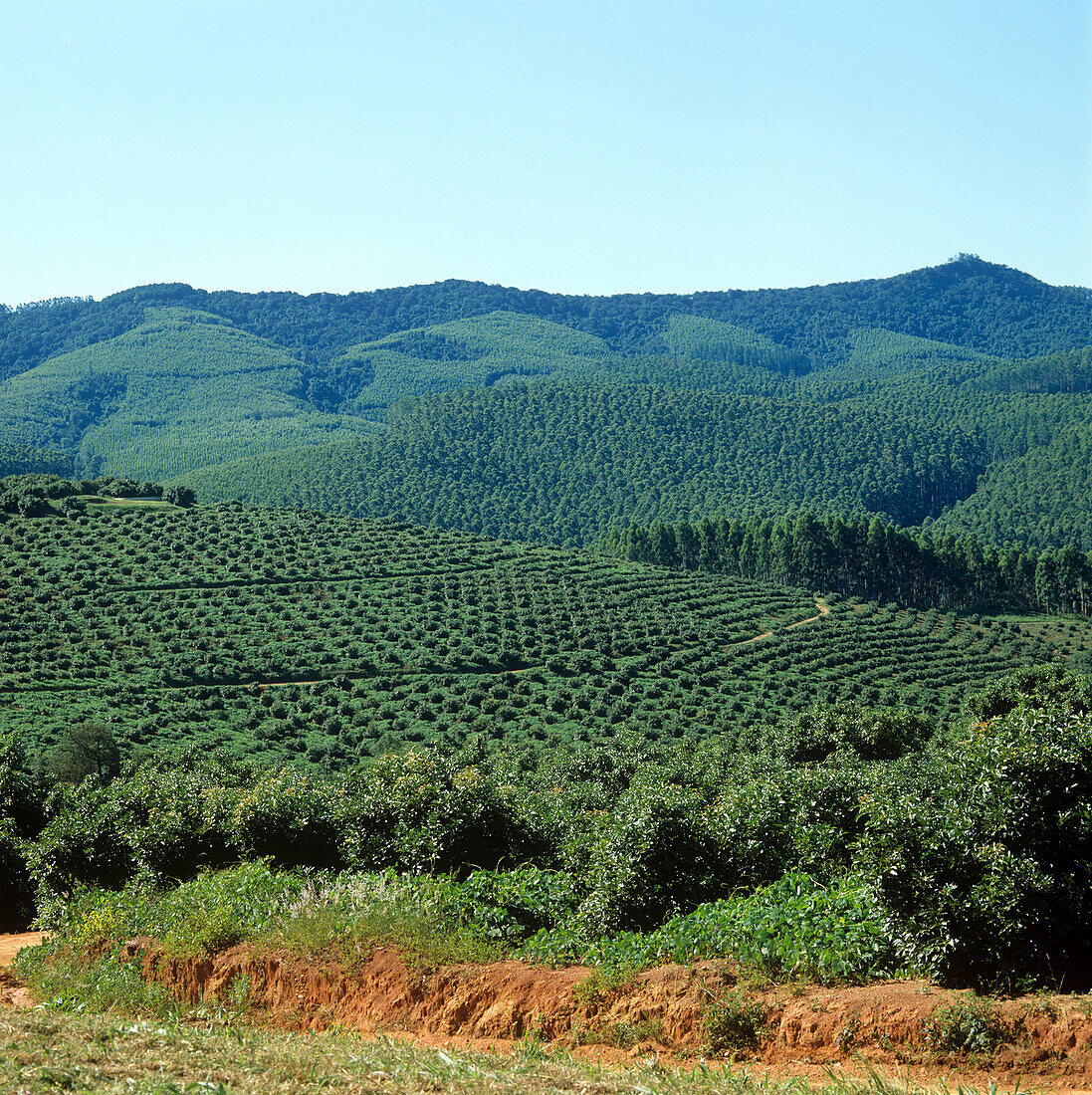 Avocado orchard plantations