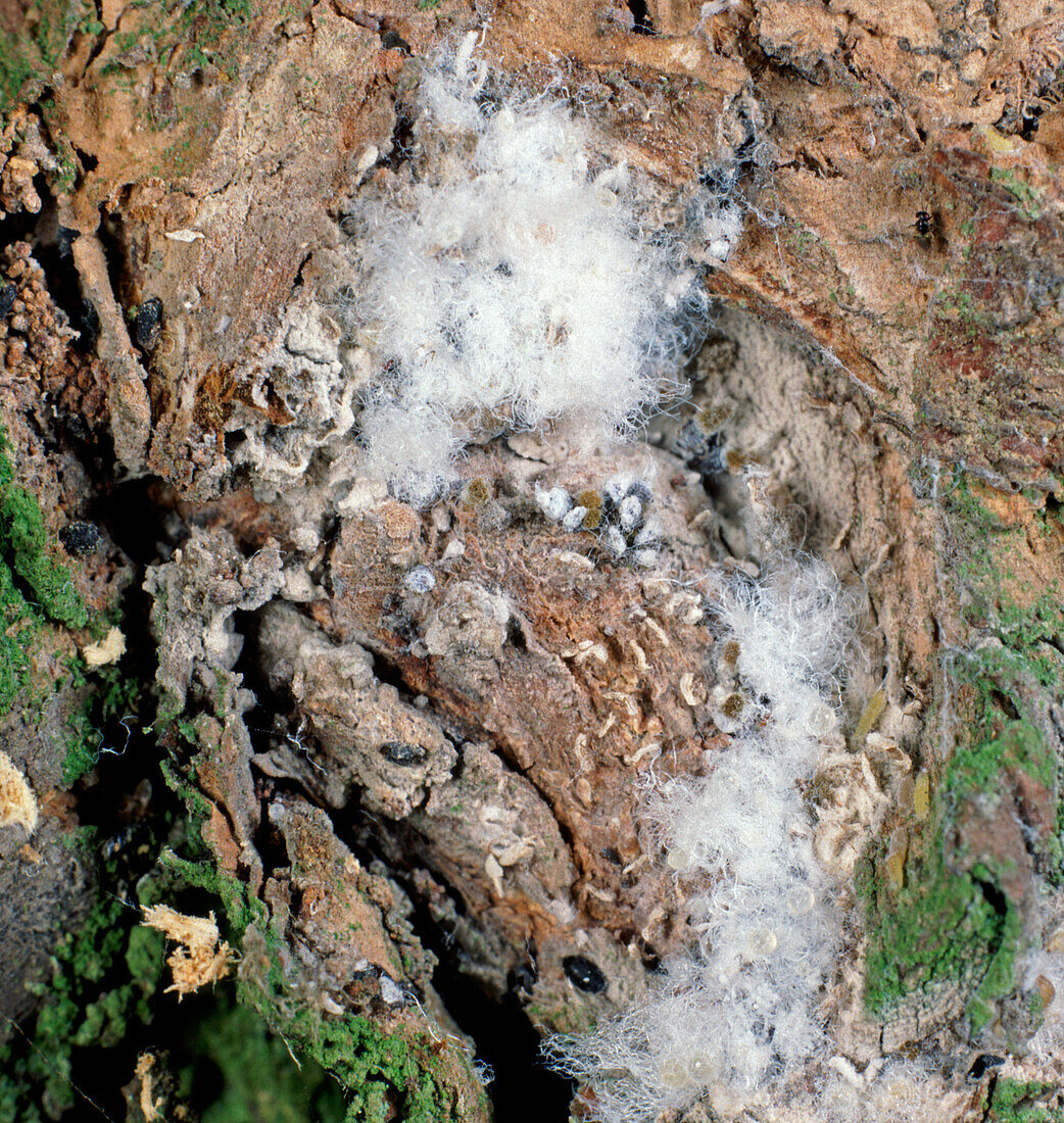 Woolly aphid colony