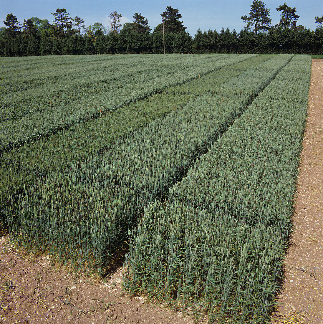 Wheat field trial plots