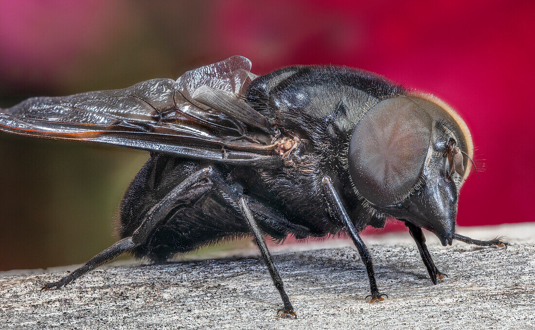 Mexican cactus fly