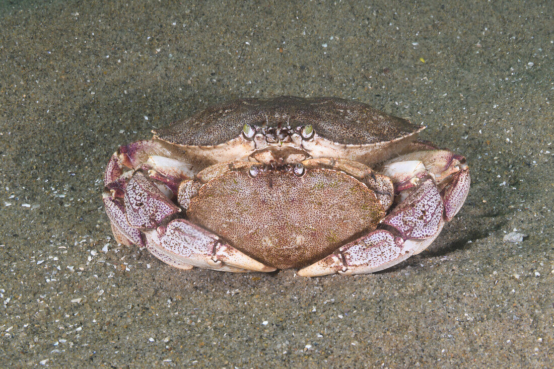 Atlantic rock crab