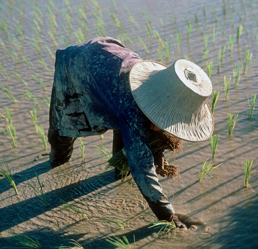 Transplanting paddy rice seedlings