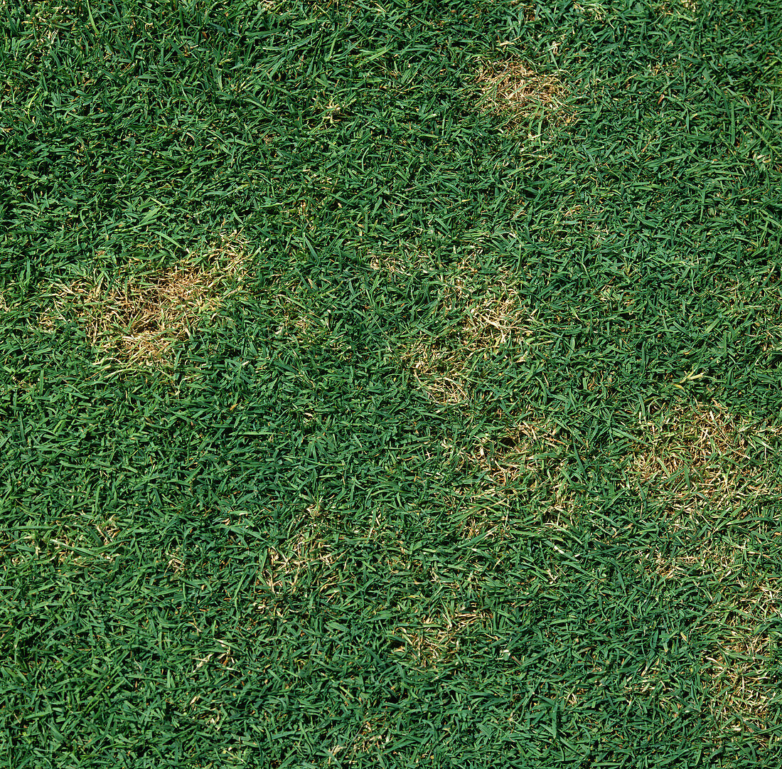 Dollar spot disease in turfgrass